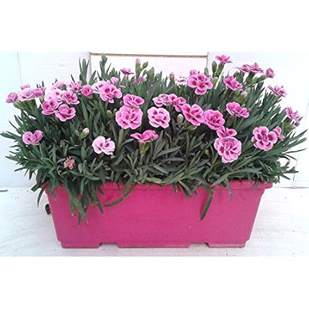 Creative Farmer Flower Seeds : Dianthus Mix Pot Veriety Seeds For Flowering Plants - Garden Flower Seeds Pack