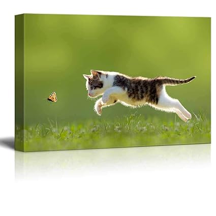 cat chasing butterfly