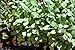 Indus Organics Fenugreek Seeds, 1 Lb Jar, Premium Quality, High Purity, Freshly Packed
