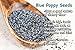 Sunbest Whole Blue English Poppy Seeds (England) in Resealable Bag Non Gmo-Vegan (2 Lb)