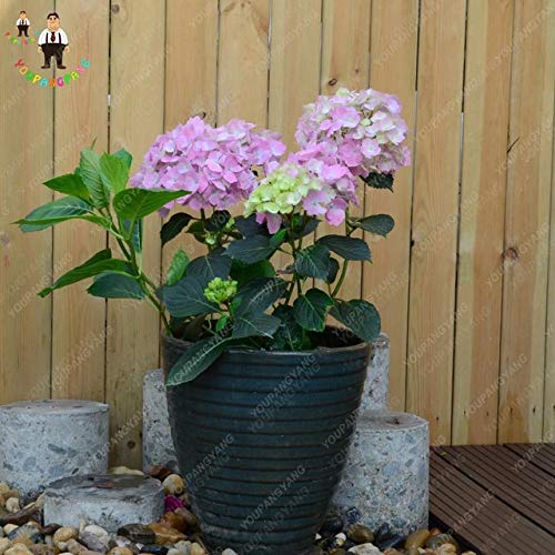 Pinkdose Envao Gratis 30 Unids Hydrangea Bonsai Hydrangea Paniculata Vanilla Naturia Plantas Flor Para Home Garden Planting Orange Plantas Carnivoras Jardin Westparkcleaners Com