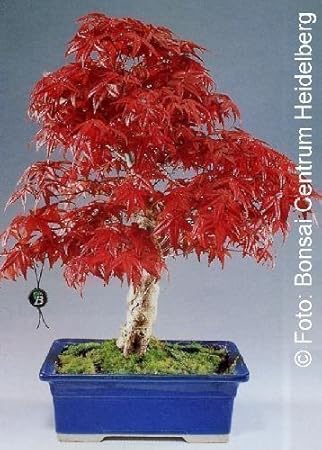 Acer palmatum - Arce japonés - bonsai - 10 semillas