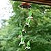 Bukm Color-Changing LED Solar Mobile Wind Chime, Solar Powered LED Hanging Lamp Windchime Light Wind Chimes for Outdoor Indoor Home Yard Garden Decoration (Hummingbird)
