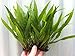 Java Fern on 3 x 2.5 Coco Mat | Microsorum Pteropus - Easy Tropical Live Aquarium Plant