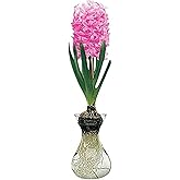 Pink Hyacinth Bulb and Glass Vase for Forcing