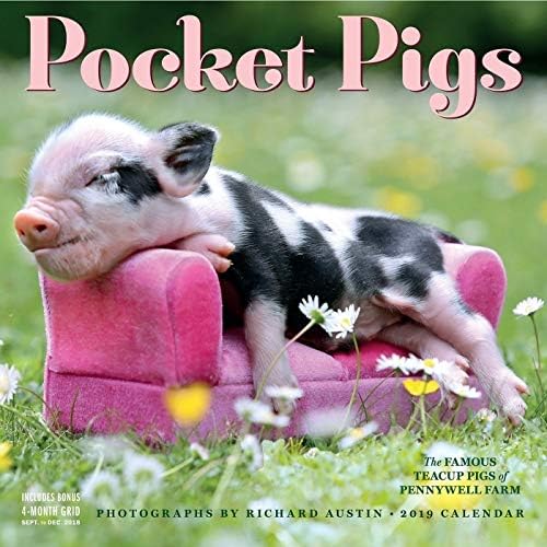 Pocket Pigs 2019 Wall Calendar