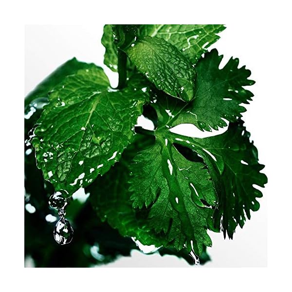 DAVIDOFF Cool Water Man Eau de Toilette