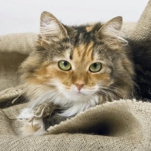 Cats 2015: Broschürenkalender mit Ferienterminen