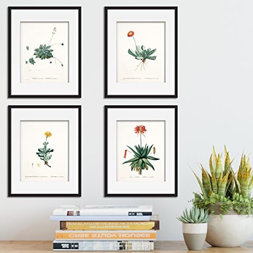 Vintage Succlents Set of 4 Prints Unframed Botanical Wall Home Decor Art