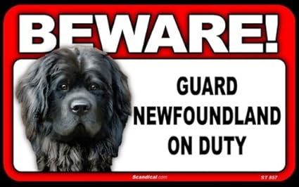 newfoundland dog guard dog