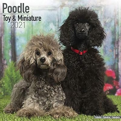 toy poodle toy