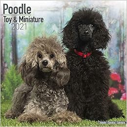 large miniature poodle