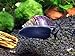 1 LARGE (1/2 to 2+ inch) Purple Mystery Snail (Pomacea bridgesii) - Alga-eaters by Aquatic Arts