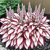 100 Hosta Plant Seeds – Elegant White & Red Foliage for Your Garden