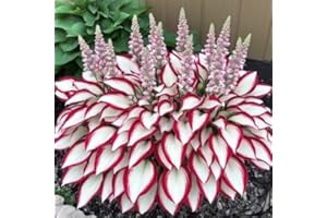 100+ Hosta Plant Seeds – White & Red Variety, Perennial Shade-Loving Foliage
