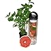 Fruit Infuser Water Bottle/BPA-Free/Reusable/Perfect for Drinks with Mint, Apple, Watermelon, Lemon, Orange and Ginger/Free E-Recipe Book/Fruit Infuser by Karis & Co.