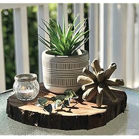 Kurrajong Farmhouse 8" x 4.5" Artificial Plant in Pot | Beautiful Faux Plant for Bedroom Decor | Fake Plant for Shelf Decor | Realistic Faux Succulent for Desk Decor | Artificial Succulent Plant 51pEwOlEGvL