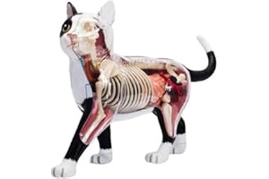 HotcoS 4D Vision Cat Anatomy Model, 28 Detachable Organs and Body Parts, Animal Veterinary Training for Animal Teaching Demonstration Cat Model Anatomy Tool.