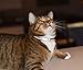 Rogz Reflective Cat Collar with Breakaway Clip and Removable Bell, Fully Adjustable to fit Most Breeds, Orange Bird Design