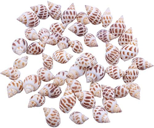 ZIJING Natural Ocean Sea Shells Variety Beach Decor Crafts Aquarium Scrapbook Candle Miniature Decoration (StyleD)