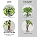 Goplus Fake Tree Artificial Sargent Gloryvine Plants in Nursery Pot Decorative Trees for Home, Office, Lobby (5ft Sargent gloryvine)