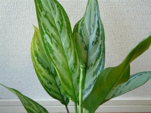 Amazon 名画 Leon にて レオンが愛した植物 アグラオネマ シルバークイーン 4号鉢 アグラオネマ ホーム キッチン