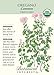 Common Oregano Seeds - 100 mg - Organic