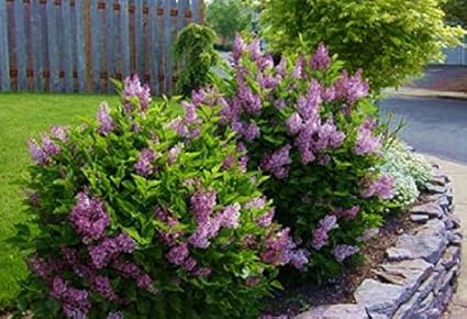 Amazon Com Palibin Korean Lilac Syringa Live Plant Quart