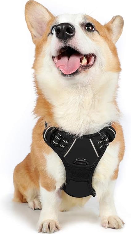 planet dog harness