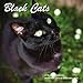 Black Cats Calendar - 2016 Wall calendars - Cat Calendar - Kitten Calendar - Monthly Wall Calendar by Magnum