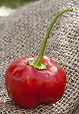 Pepperdew Malawi Piquante Heirloom Pepper Premium Seed Packet + More