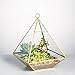 NCYP Geometric Glass Terrarium for Succulent, Air Plants - 5.9x5.9x7.87 Inches - Wall Hanging Glass Planter Pot, Home Garden Tabletop Decoration, Gold (Terrarium Only)