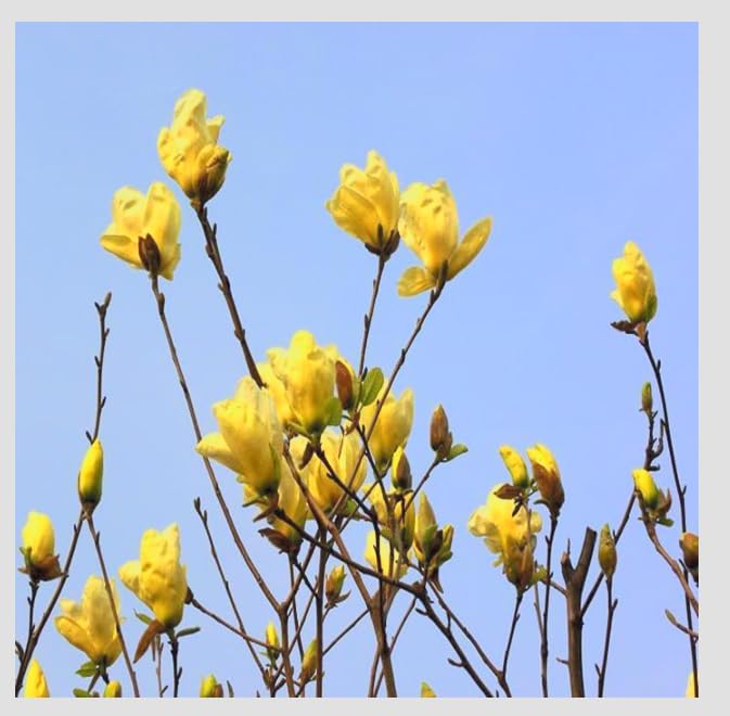Japanese Maples and Evergreens Yellow Jane Magnolia Live Plant - 18" Tall Flowering Shrub Tree for Zones 4-9