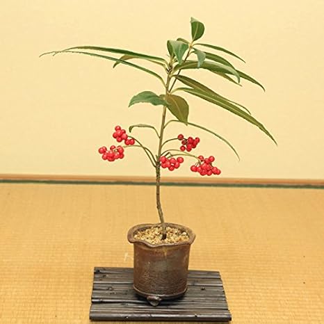Amazon 小品盆栽 百両 カラタチバナ 赤実 鉢植え 信楽焼鉢 観葉植物 オンライン通販