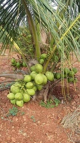Trothic Gardens Rare Hybrid Dwarf Variety Kerala Coconut Green Plant 2 Feet Fully Grown Plant Seed (1 per Packet)