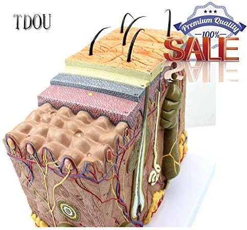 Tdou 35/50/70 Times Human Big Anatomical Skin Magnified Tissue Structure Model with Hair 35X/50X/70X Enlarged for Biology Minimally Invasive Cosmetic Surgery Teaching Models(50X)