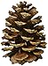 Winter Woods 44019 Ponderosa Pine Cones 8/Pkg-Natural
