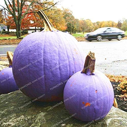 Pinkdose Bonsai de Calabaza Vegetales orgánicos Nutrientes ...