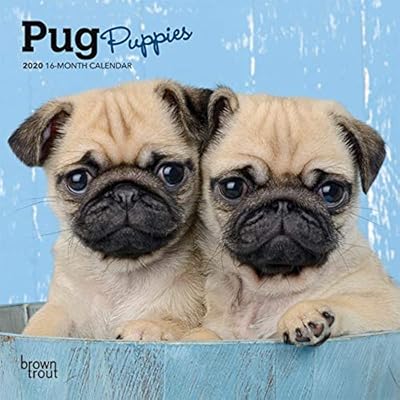 Pug Puppies 2020 7 X 7 Inch Monthly Mini Wall Calendar Animals