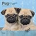 Pug Puppies 2020 7 x 7 Inch Monthly Mini Wall Calendar, Animals Dog Breeds Puppies