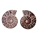 2pcs Shell Specimen Ammonite Madagascar Extinct Stones and Minerals for Basic Biological Science Education (4cm)