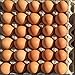 Egg Flats- 18 Henlay 30-Count Egg Trays- Extra Study, Premium Grade- 5x6 Recycled Paper Pulp Filler Flat (18 Pack)