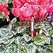 Sustee Aquameter (Pink, Medium) - Plant Moisture Meter – Soil Water Monitor, Sensor, Indicator, Probe – Best for Potted Plants
