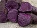 okinawan sweet potato Seeds,Also known as Hawaiian Sweet Potato and Uala.