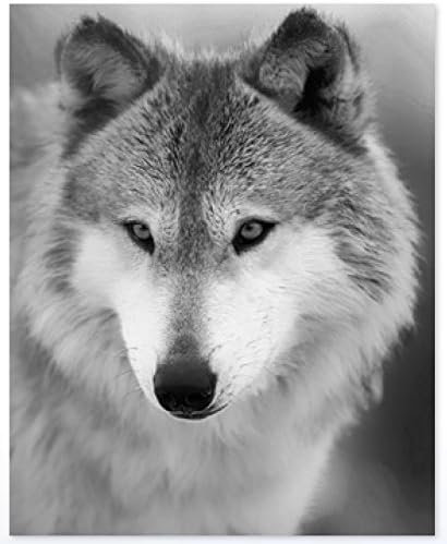 Wolf Blanket, Photoreal Micro Mink Wolf Throw Blanket, Very Very Soft and Light Weight (Multiple Designs) 48 x 60 (Wolf Portrait)