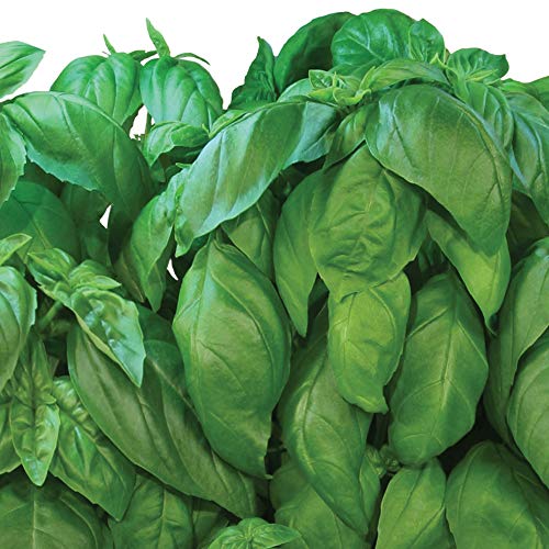 AeroGarden Pesto Basil Seed Pod Kit, 7 pod Pricepulse