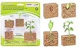 Safari Ltd  Life Cycle of a Green Bean Plant