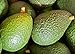 Avocados California Hass - Certified Organic Six Pounds
