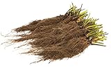 12 Chandler Strawberry Plants Remarkable Flavor BERRY (pack of 12 bare roots for $9.98) Zones 4-9.