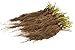 12 Chandler Strawberry Plants Remarkable Flavor BERRY (pack of 12 bare roots for $9.98) Zones 4-9.